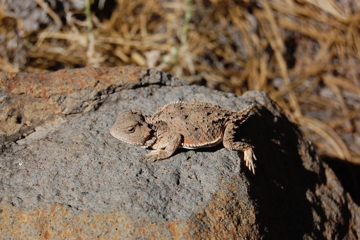 Lagarto cornudo de cuerpo aplanado y espinas en la cabeza, camuflado sobre arena rojiza