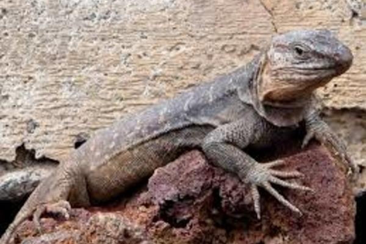 Lagarto gigante de El Hierro de piel gris moteada sobre una roca volcánica rojiza
