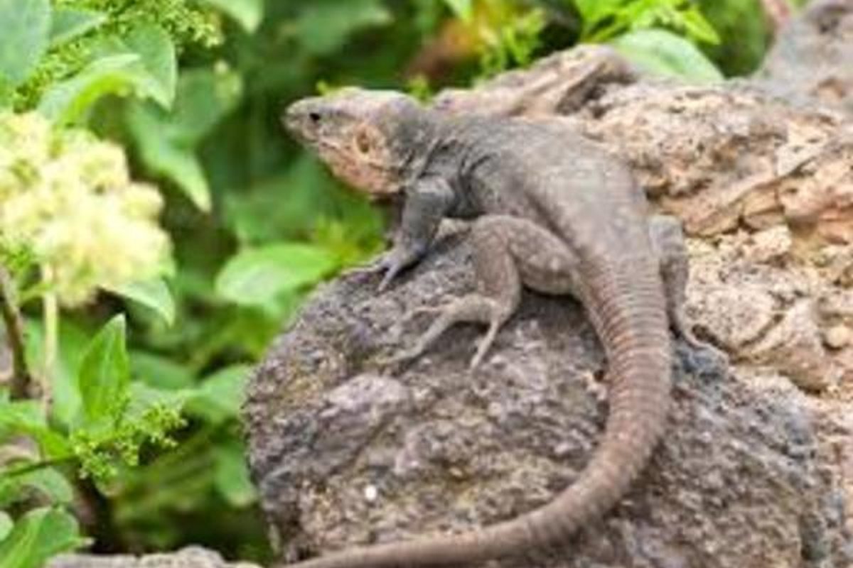 Lagarto gigante canario del género Gallotia sobre una roca con vegetación al fondo
