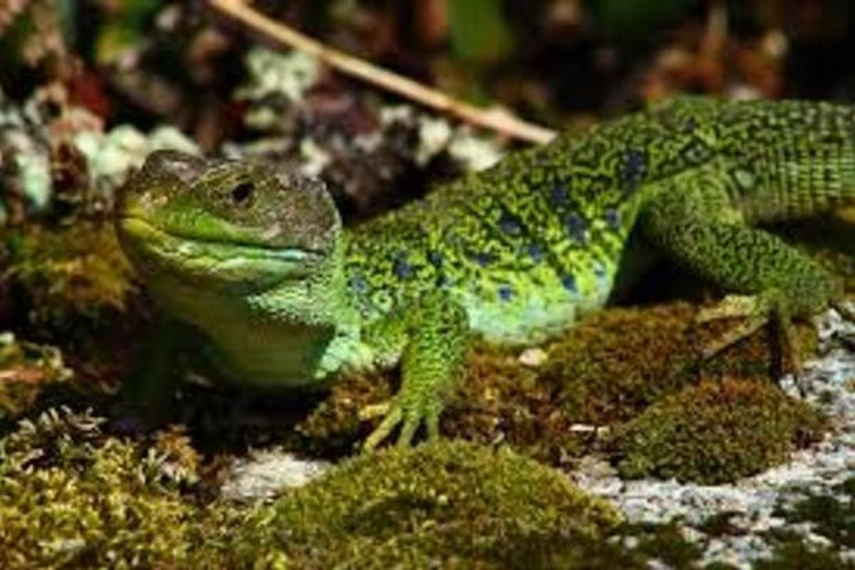 Lagarto ocelado verde con manchas azules en los costados entre musgo y hojas