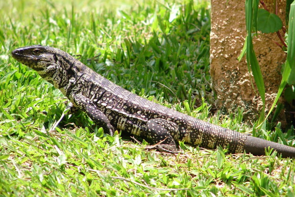 Lagarto overo o teyú de piel con dibujo moteado avanzando sobre el césped