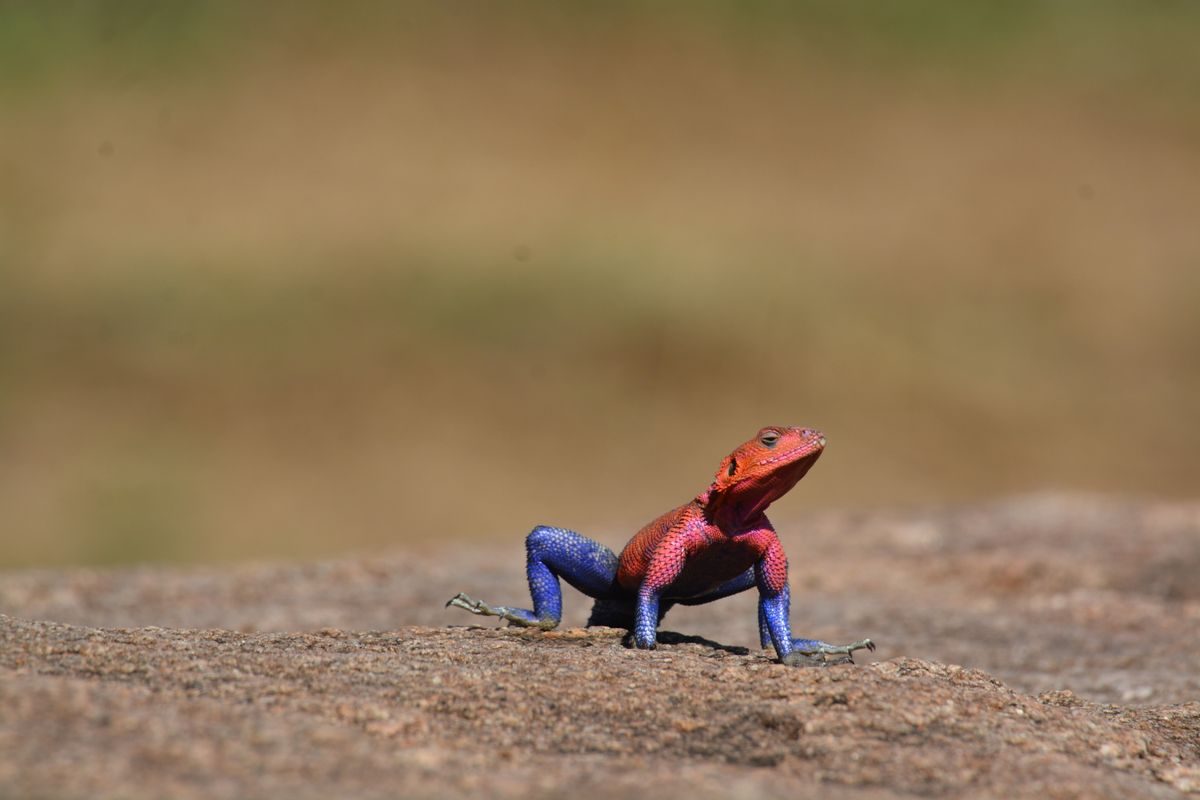 Lagarto Spiderman macho con cabeza rojiza y cuerpo azul violáceo sobre una roca