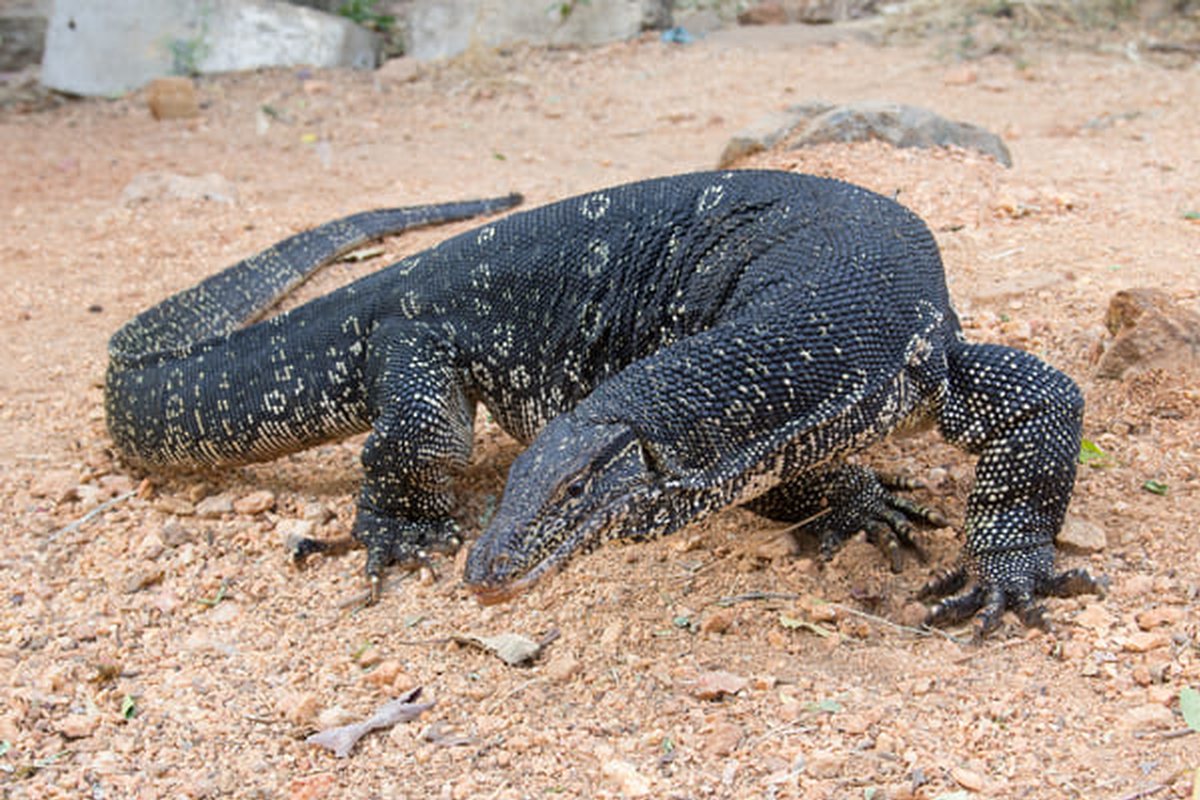 Lagarto varano oscuro de cuerpo alargado y garras fuertes avanzando sobre tierra seca
