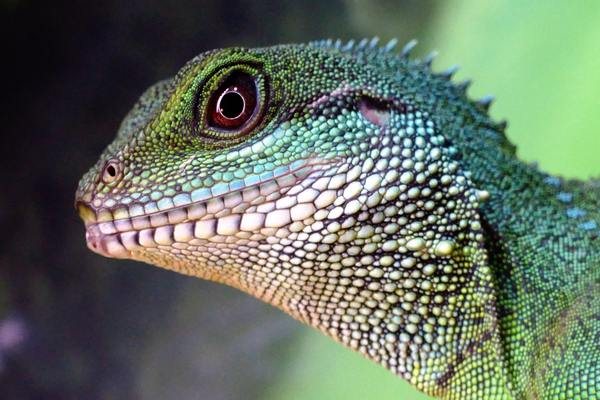 Lagarto verde sobre una rama, un reptil que necesita luz ultravioleta para estar sano