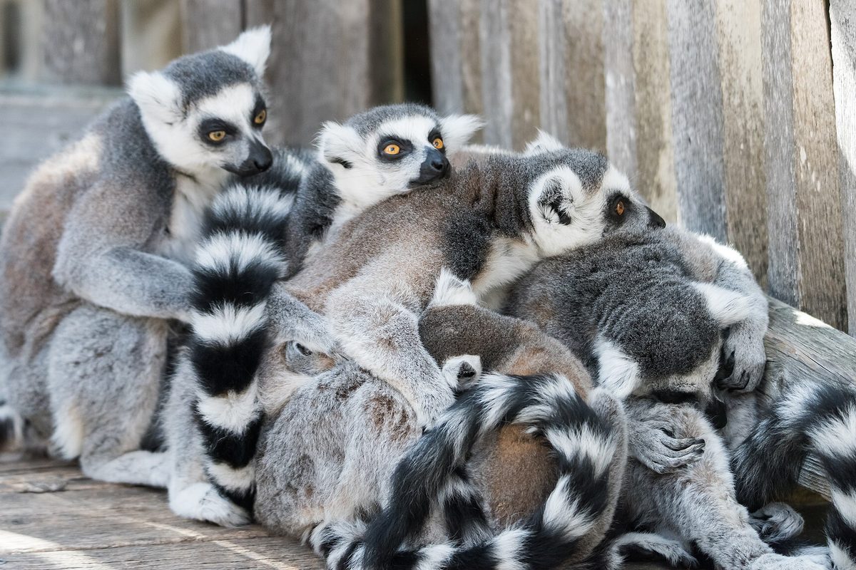 Grupo de lémures de cola anillada acurrucados juntos