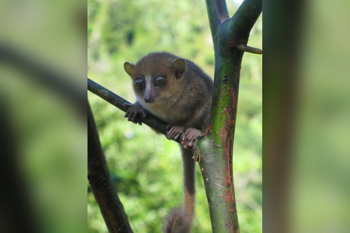 Lémur ratón de ojos enormes y orejas redondas agarrado a una rama en la selva