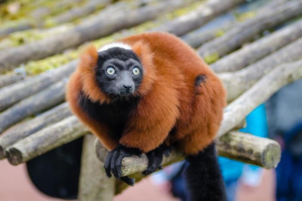 Lémur rojo de pelaje anaranjado con cara y patas negras y mirada atenta sobre un travesaño de madera