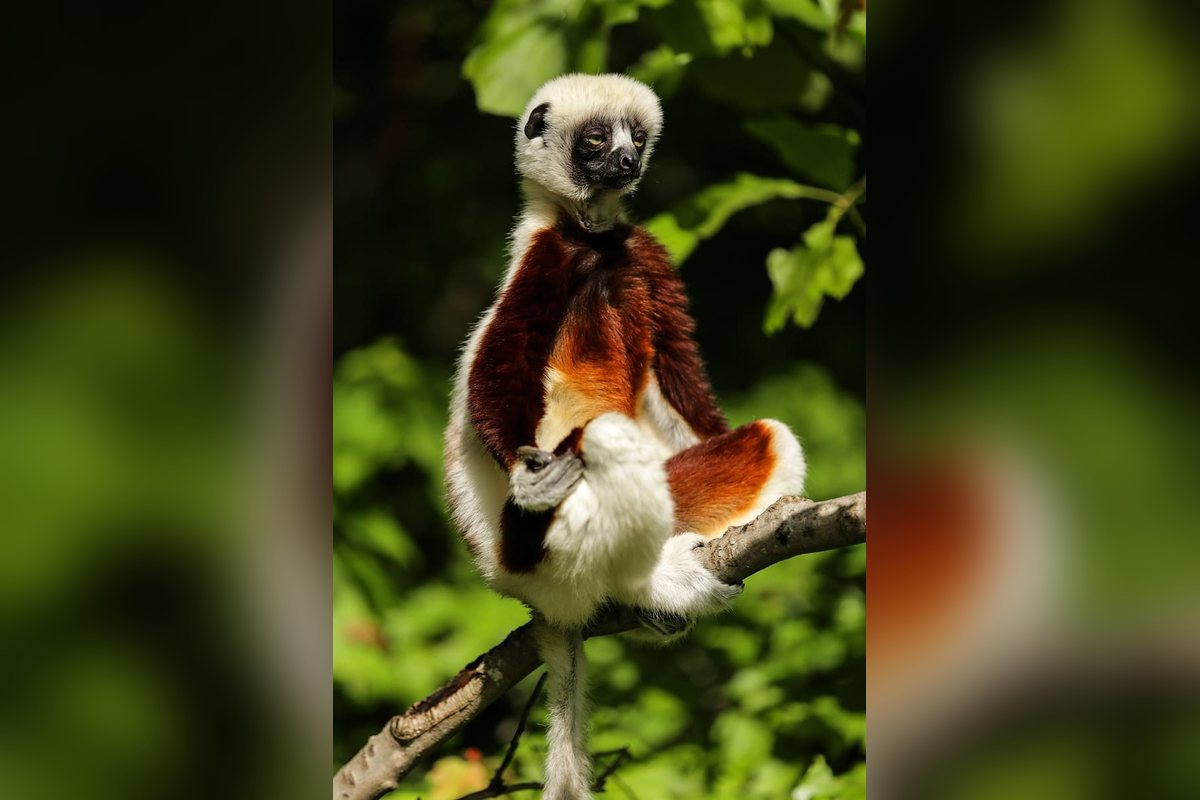 Lémur sifaka de pelaje blanco y marrón rojizo agarrado verticalmente a una rama