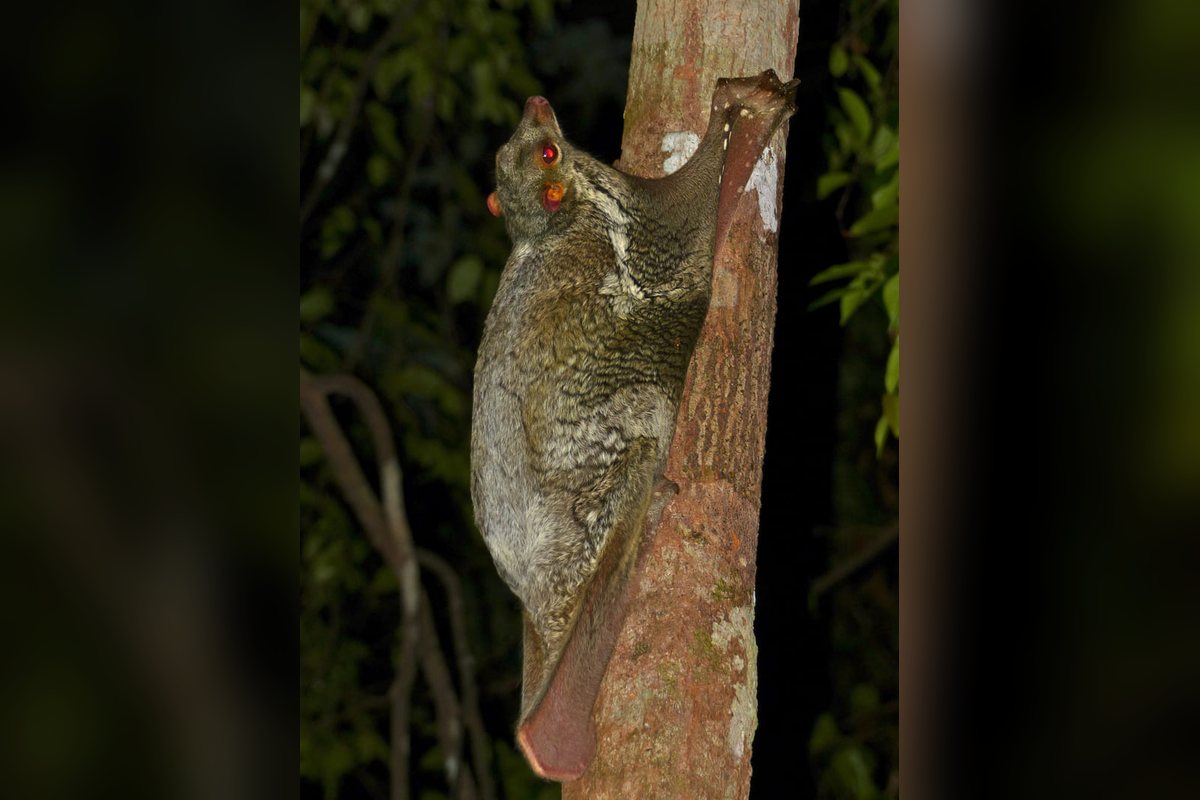 Colugo, o lémur volador, agarrado a un tronco de noche con la membrana de planeo plegada