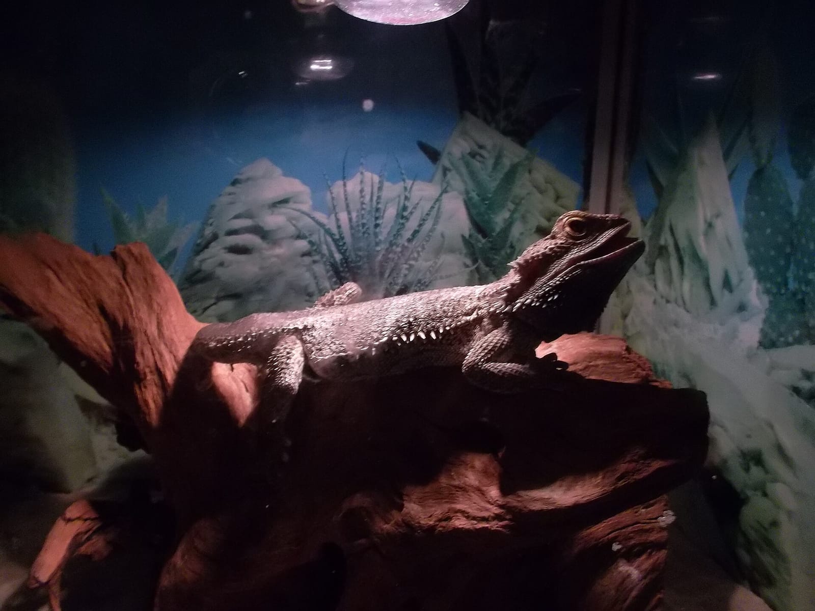 Dragón barbudo sobre un tronco bajo el foco de calor de un terrario con fondo decorado