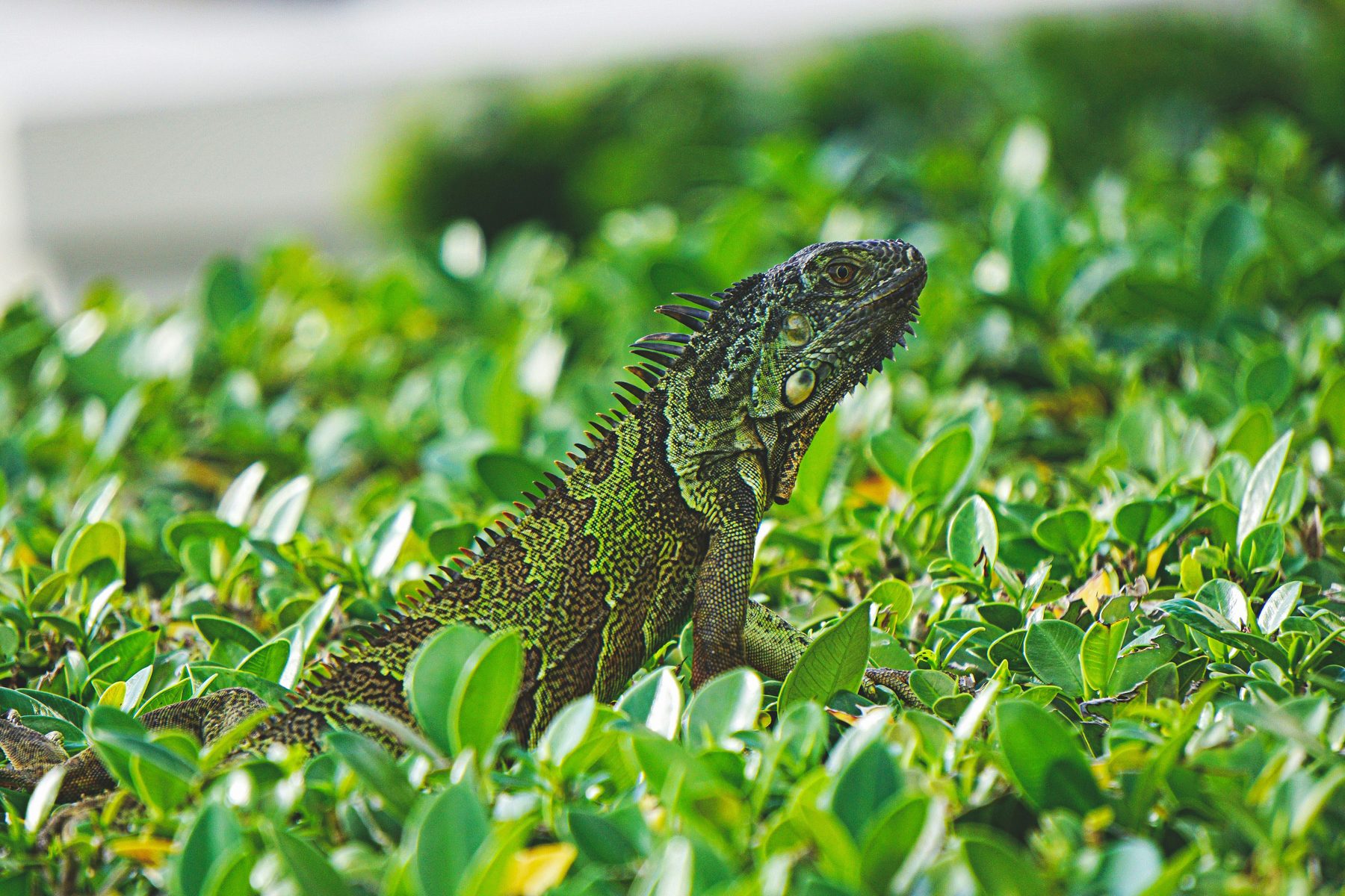 Iguana verde de perfil entre hojas, con la cresta dorsal bien visible