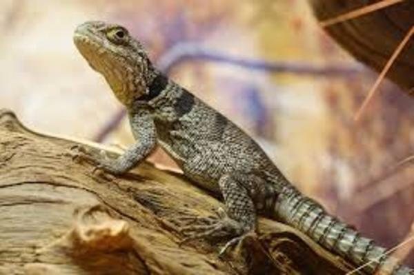 Lagarto uromastyx de cola espinosa sobre una rama seca