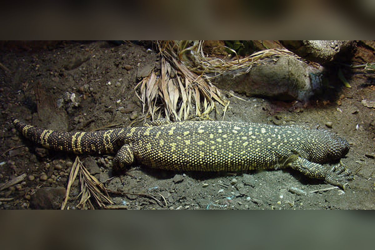 Lagarto del género Heloderma, de piel rugosa y escamas en relieve, avanzando sobre el suelo