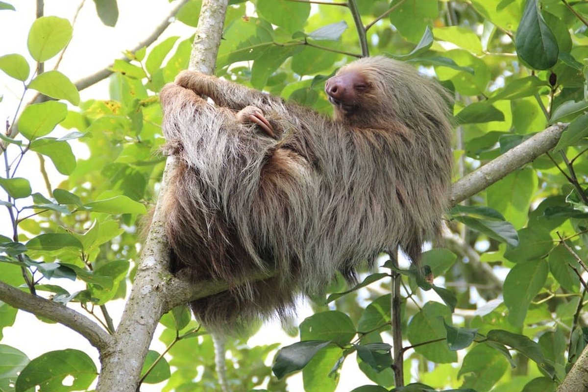 Perezoso durmiendo en la rama de un árbol entre follaje verde