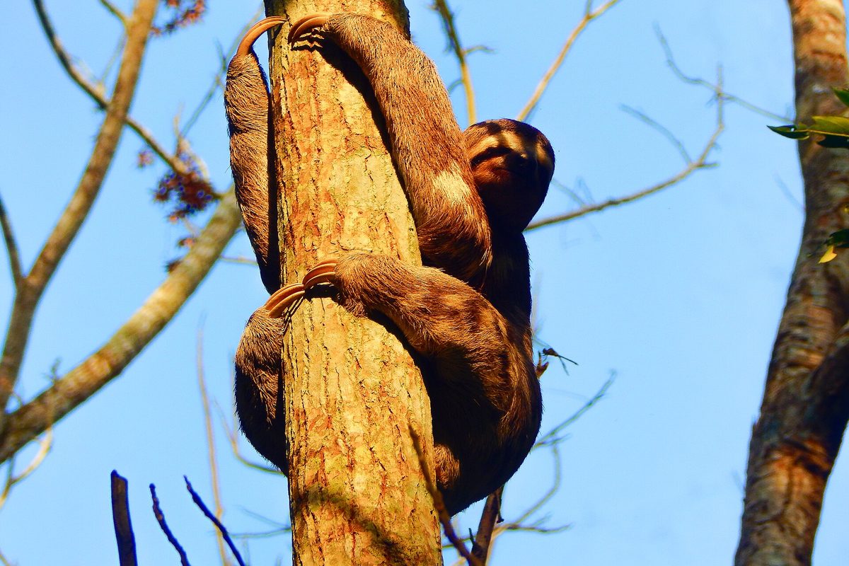 Dos perezosos agarrados a un tronco de árbol bajo un cielo azul