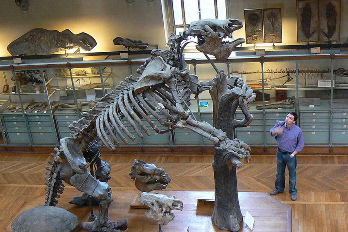 Esqueleto de perezoso gigante prehistórico en un museo, erguido sobre las patas traseras