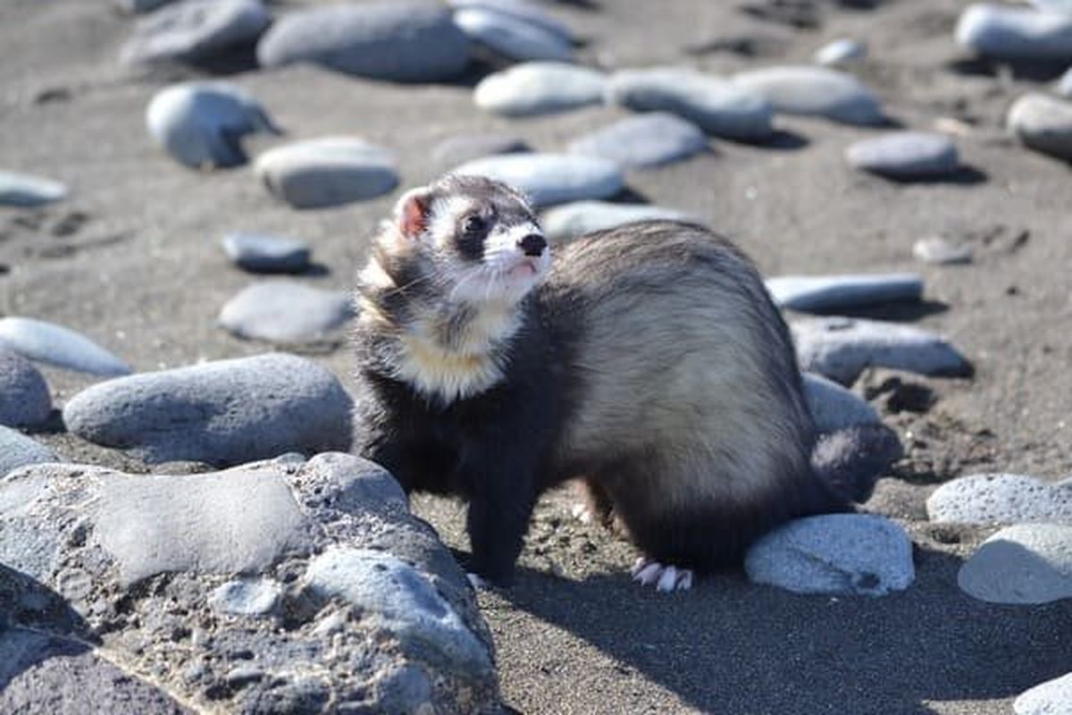 Hurón de pelaje claro y máscara oscura sobre piedras, un carnívoro estricto