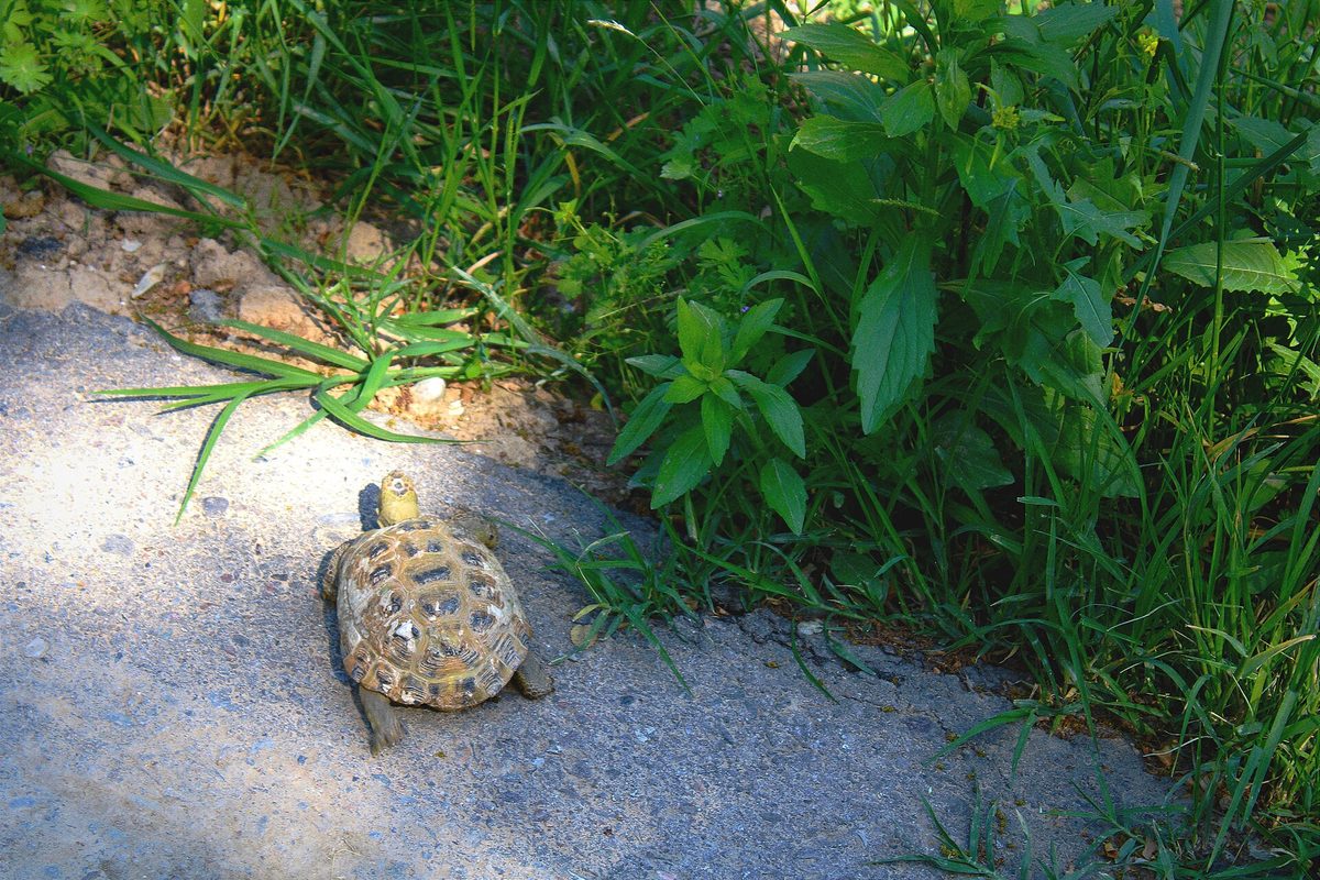 Tortuga pequeña de caparazón moteado caminando junto a un camino de cemento y plantas
