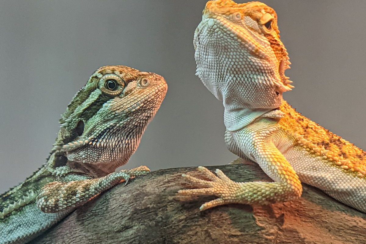 Dos dragones barbudos sobre un tronco, uno verdoso y otro naranja