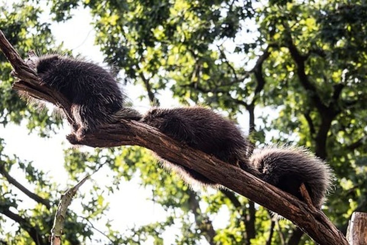 Puercoespines con púas largas y oscuras sobre una rama en un bosque