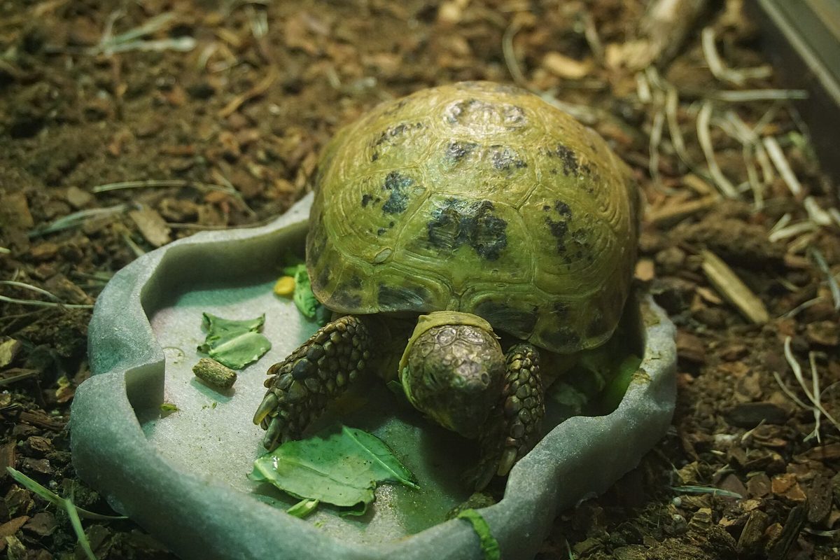 Tortuga rusa en un plato de comida entre hojas verdes