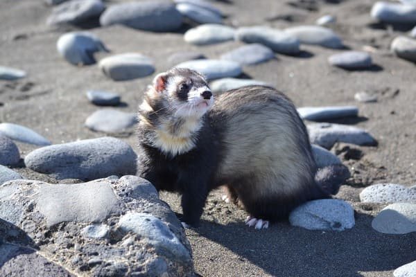 Hurón caminando sobre piedras de una playa, animal carnívoro de intestino corto
