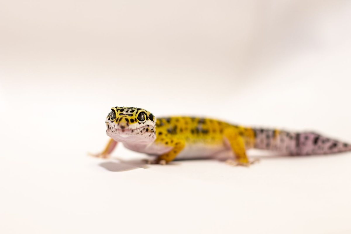 Gecko leopardo de piel amarilla y rosada sobre un fondo blanco