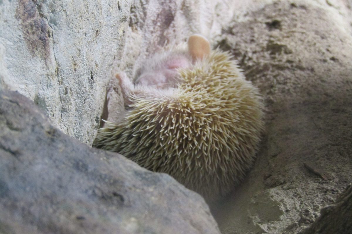 Tenrec erizo de hocico alargado y espinas pardas caminando sobre el suelo