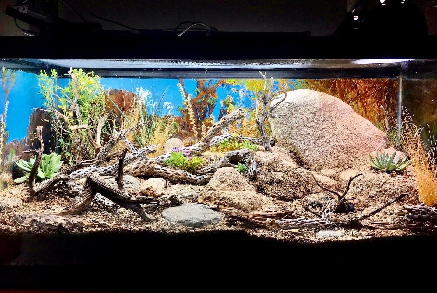Terrario de cristal desértico con rocas, troncos, plantas suculentas y fondo decorado, montado para geckos leopardo