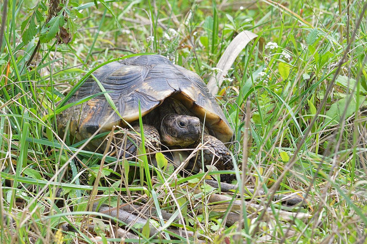 Tortuga marginada entre hierba alta, el tipo de entorno natural que debe imitar un recinto