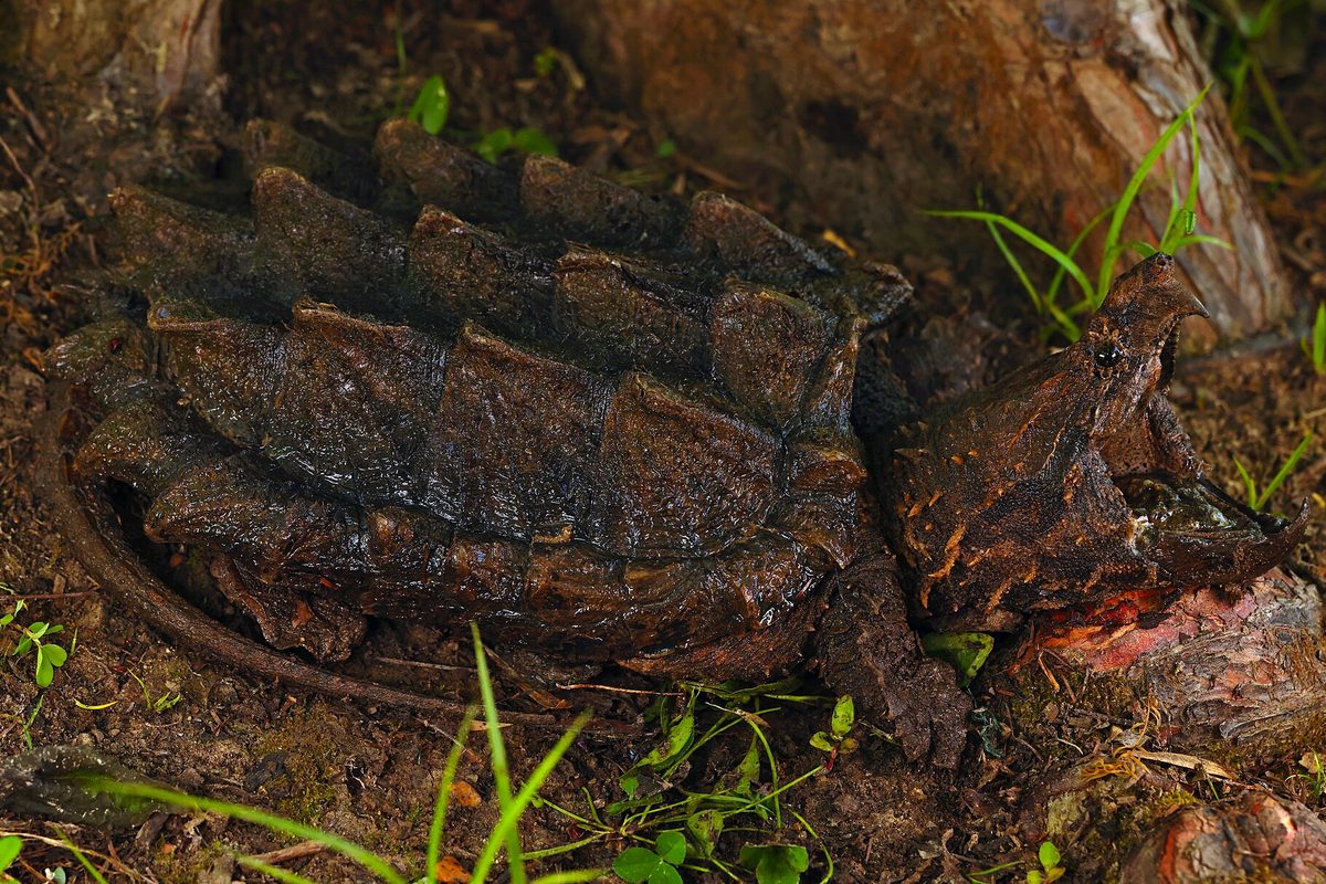 Tortuga caimán de caparazón con crestas y cabeza grande entre la vegetación
