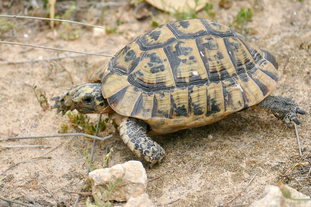 Tortuga mora de caparazón moteado caminando sobre tierra seca y grava