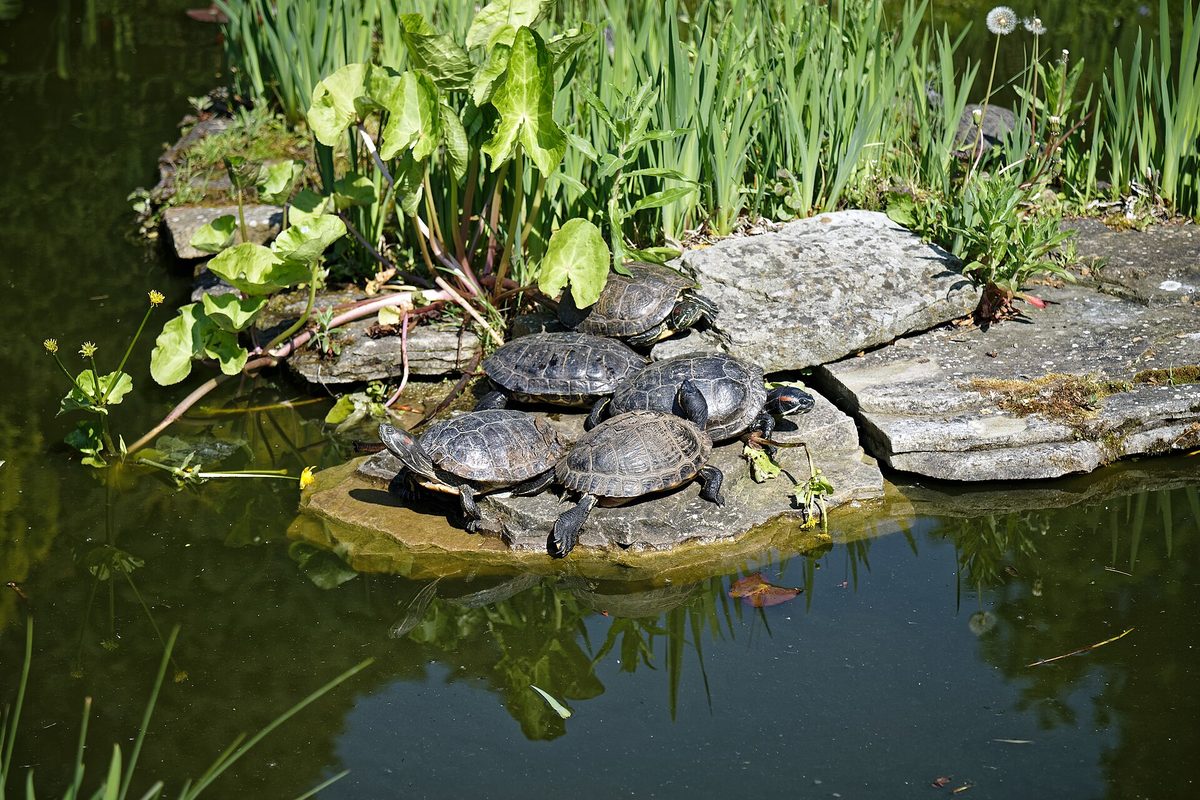 Varias tortugas acuáticas tomando el sol apiladas sobre una piedra en un estanque