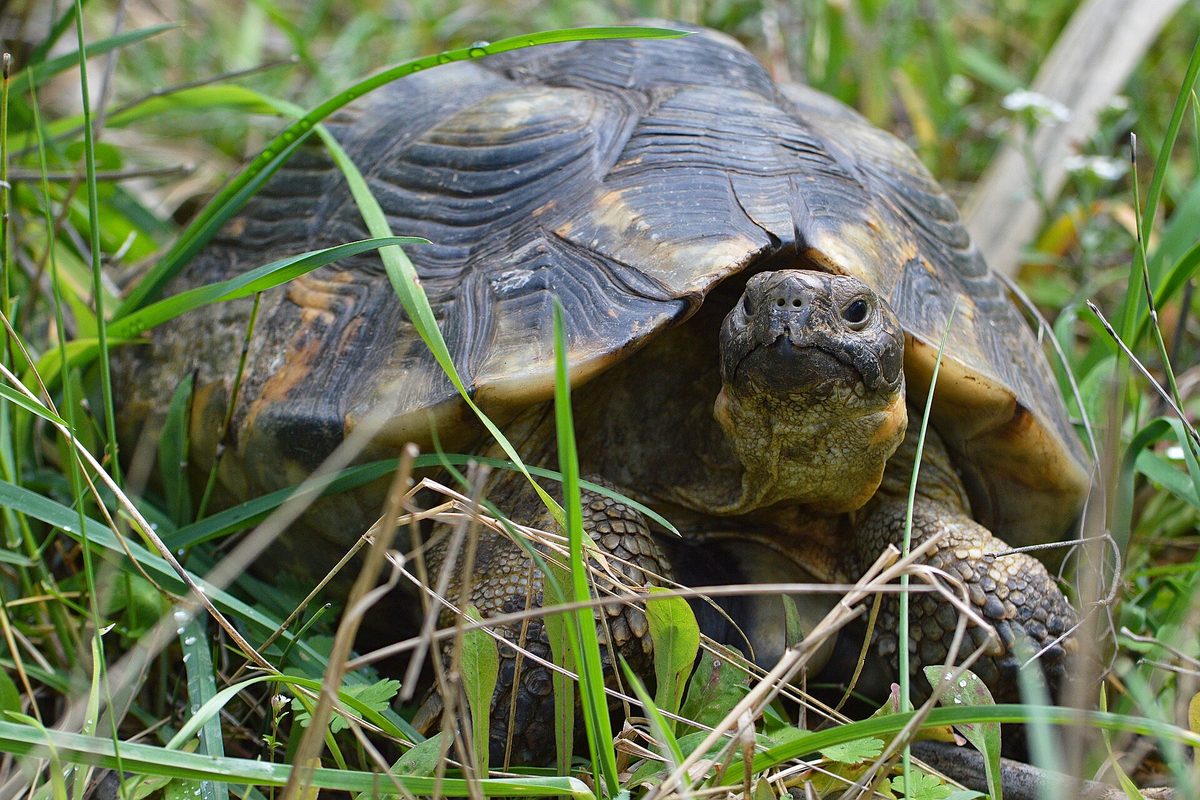 Tortuga marginada de caparazón oscuro asomando entre la hierba