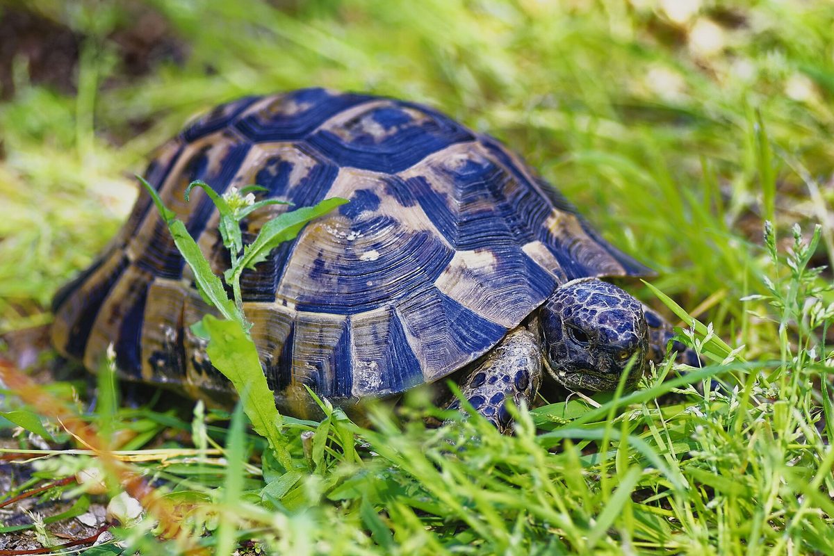Tortuga mora de caparazón moteado entre la hierba