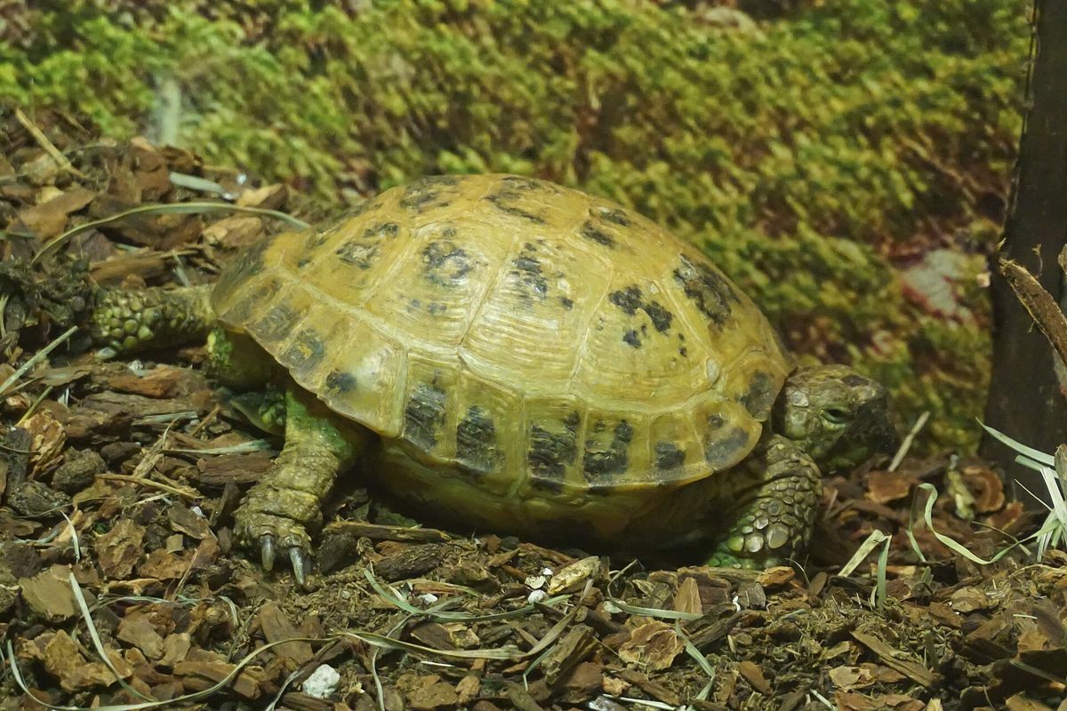 Tortuga rusa de caparazón amarillento sobre tierra y hojas secas