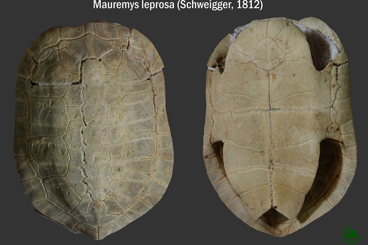 Caparazón óseo de una tortuga visto por arriba y por abajo