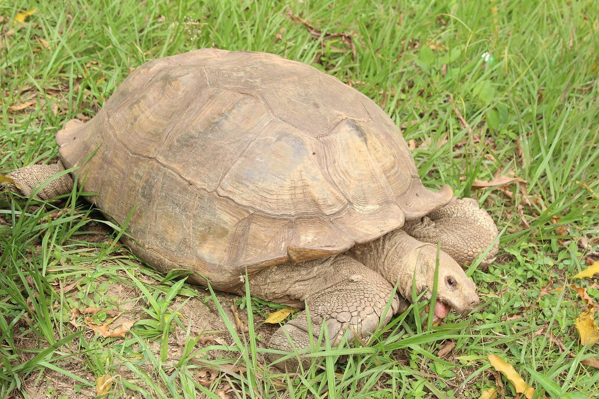 Tortuga sulcata de gran tamaño avanzando sobre la hierba