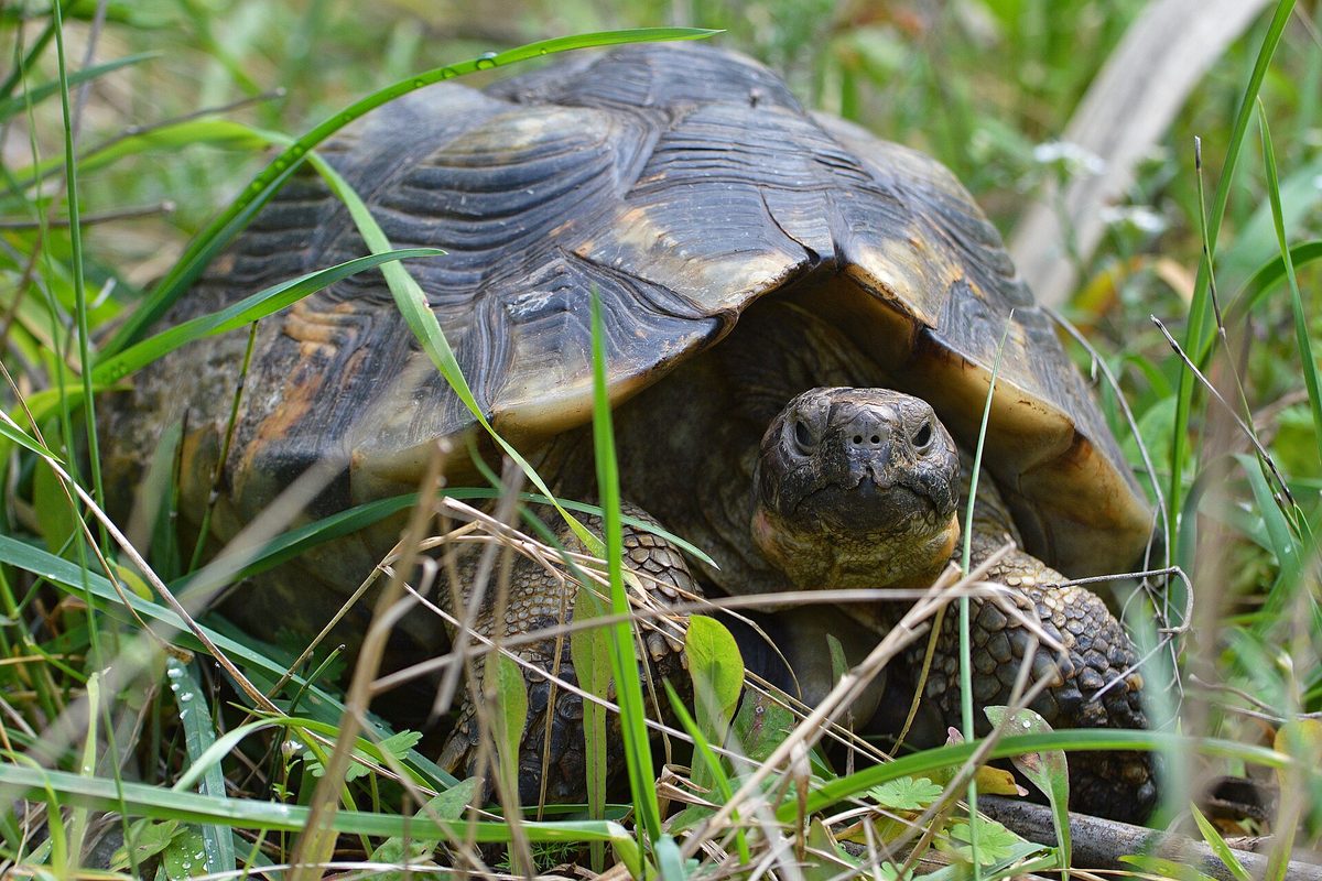 Tortuga marginada de caparazón oscuro y dorado entre la hierba