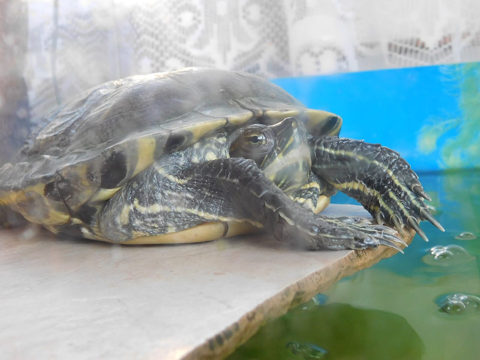 Tortuga acuática adulta sobre la plataforma seca de una tortuguera de plástico azul con agua verdosa