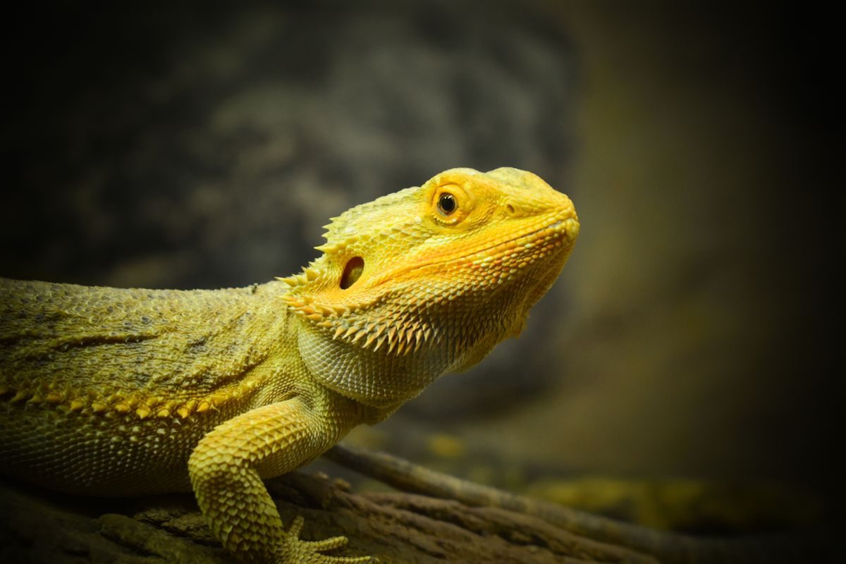 Dragón barbudo naranja sobre una superficie clara, un reptil que requiere un veterinario especializado en exóticos
