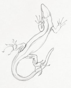 dibujo de lagarto para niños