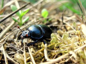 escarabajo comun