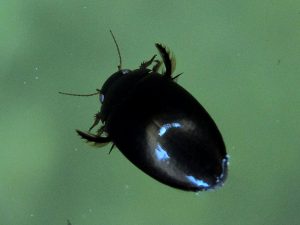 escarabajo de agua