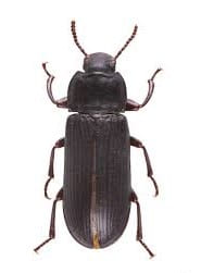 escarabajo gigante