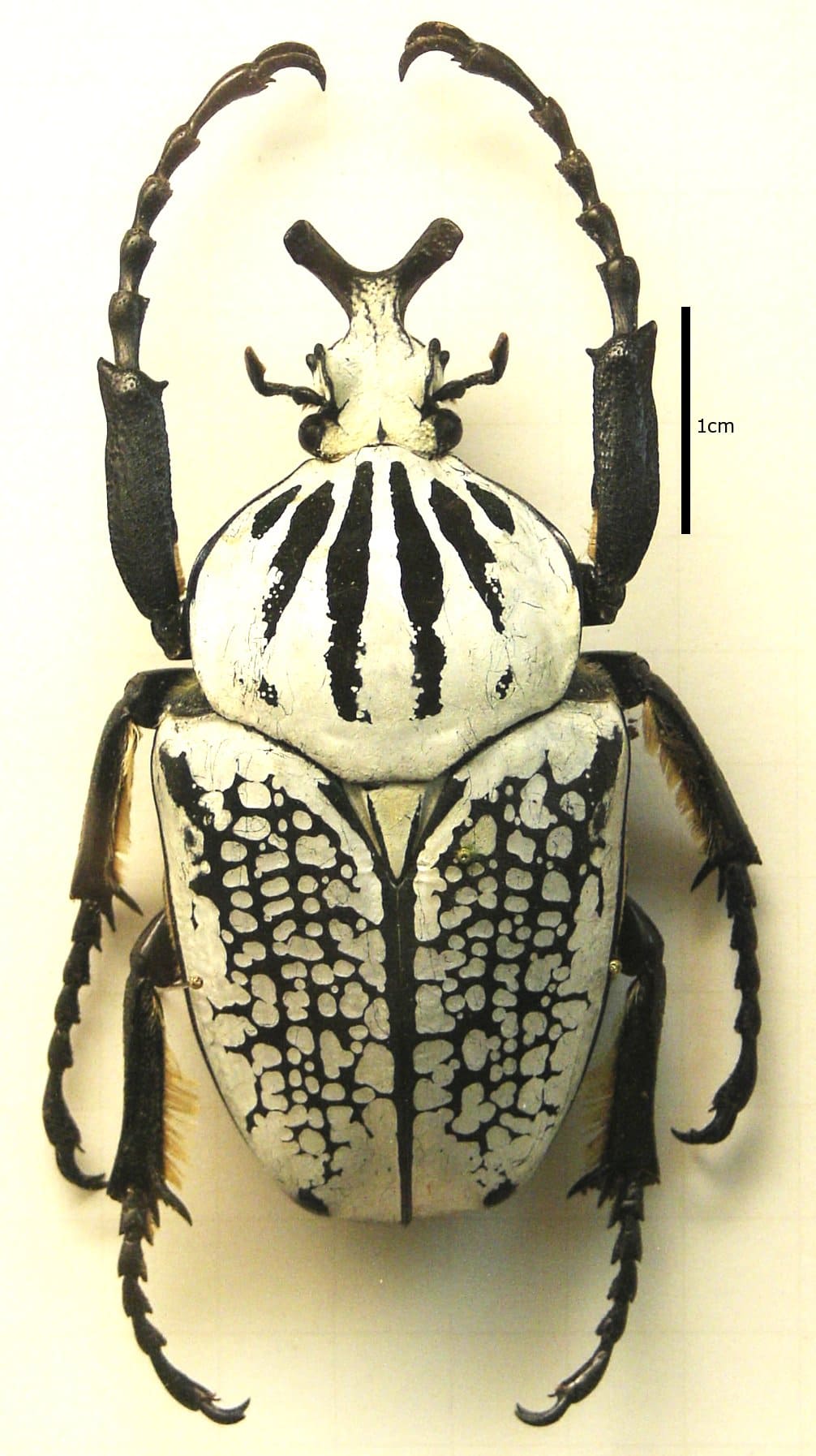 escarabajo goliat