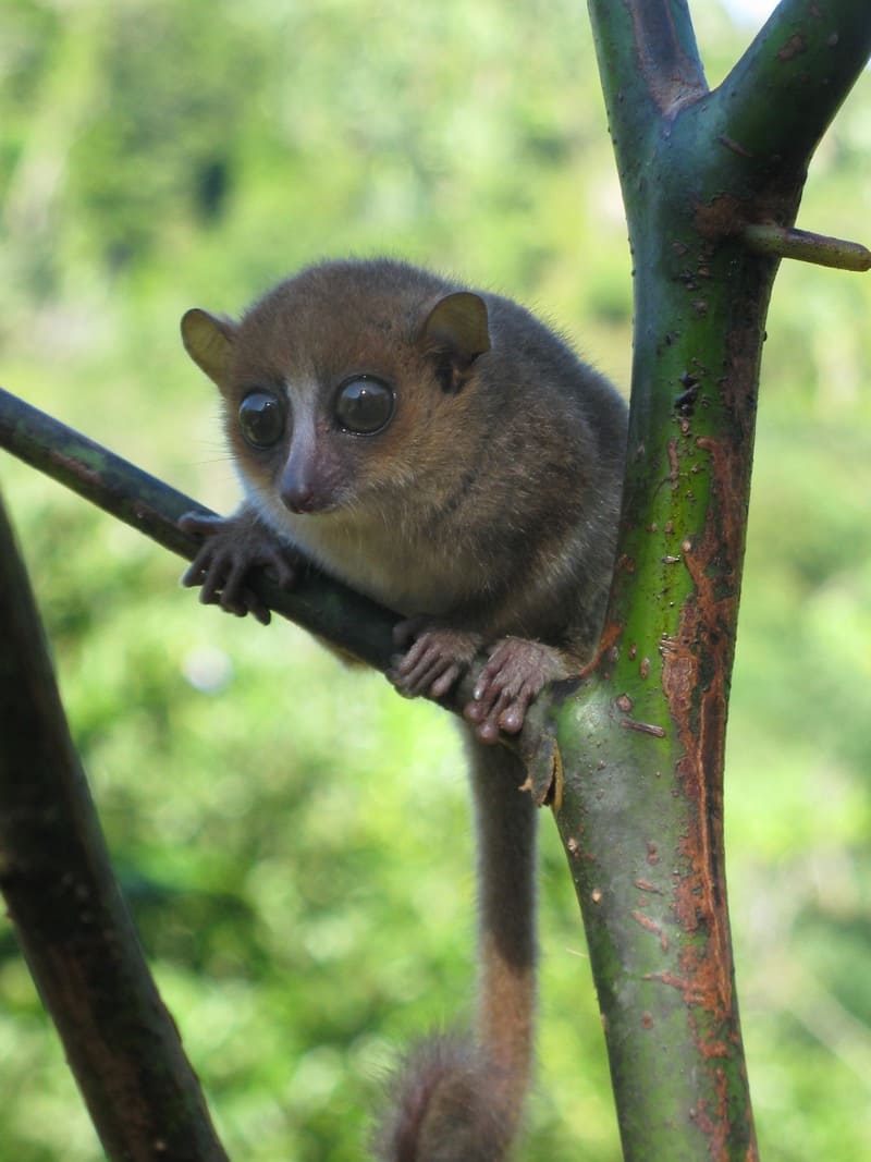 lemur raton