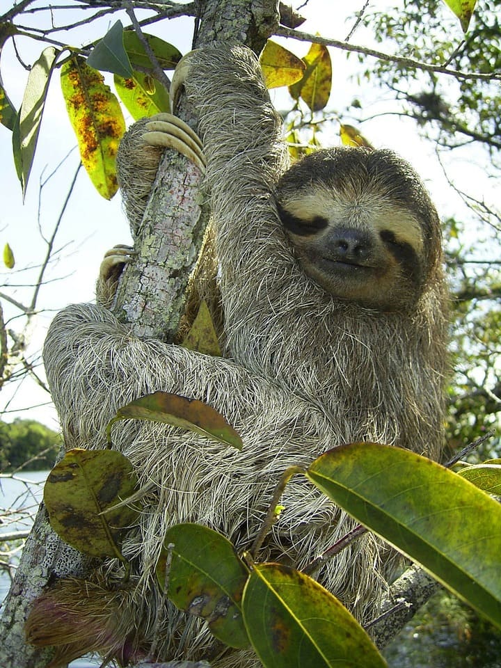 Perezoso Uno De Los Animales Mas Lentos Bichos Exoticos